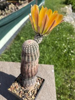 Preview: Echinocereus ctenoides